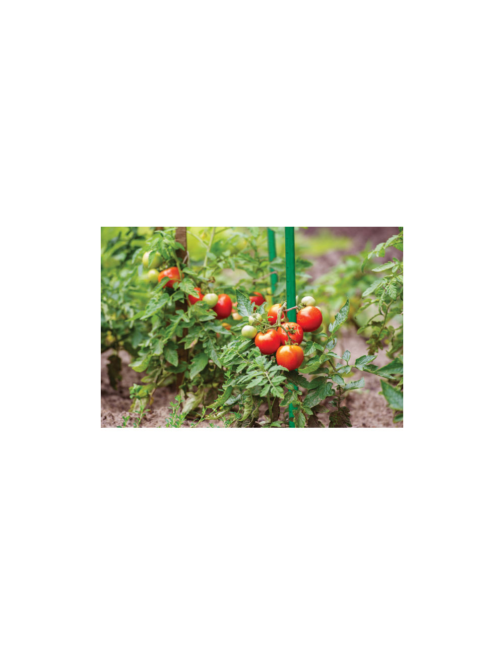 TYCZKA PALIK PODPORA OGRODOWA STALOWA 11mm x 120cm 10 SZTUK