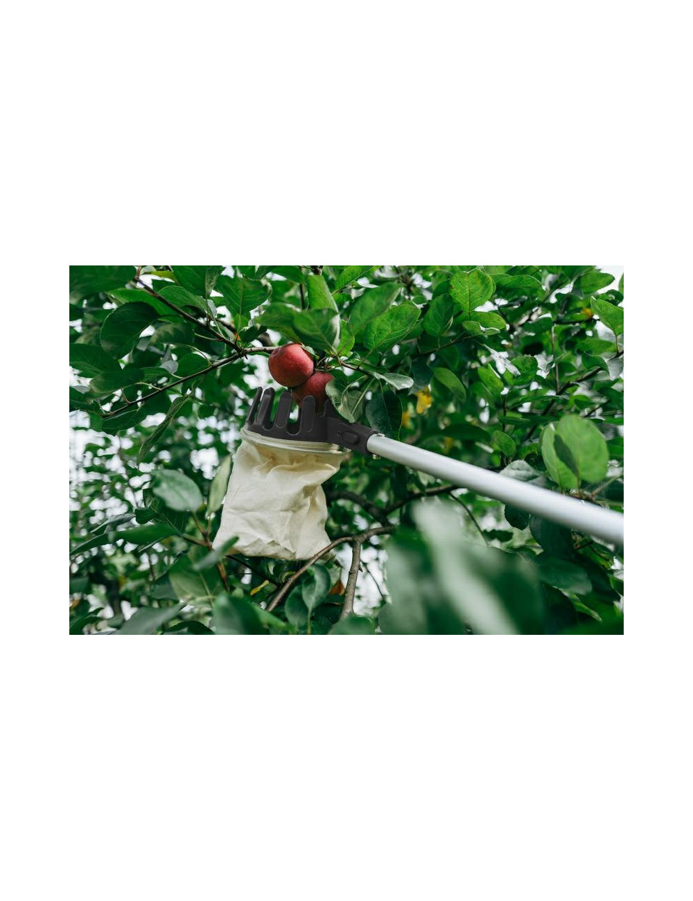 ZBIERAK DO OWOCÓW V-SERIES TELESKOPOWY TRZONEK 3,6m