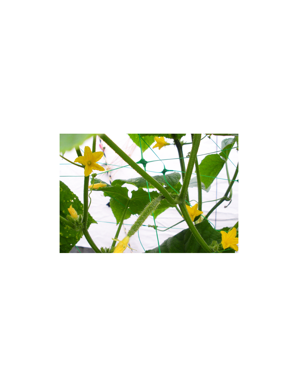 SIATKA PODPORA DO ROŚLIN PNĄCYCH PLANT NET 2x20m