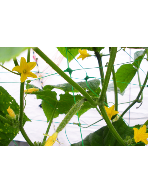 SIATKA PODPORA DO ROŚLIN PNĄCYCH PLANT NET 2x10m